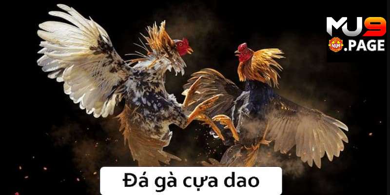 da ga cua dao 1 mu9